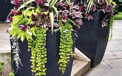 How to Have Beautiful Potted Plants