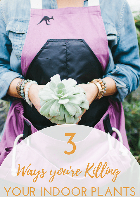3 Ways You’re Killing Your Indoor Plants