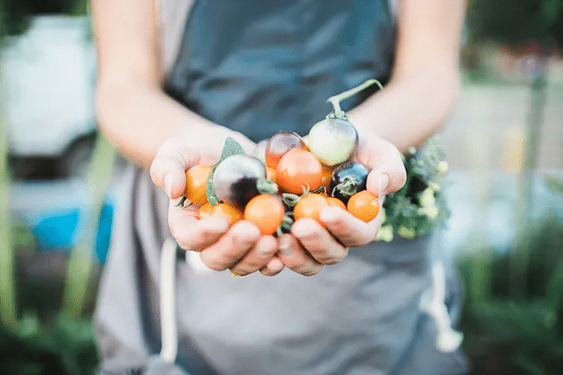 Your Simple Guide to Great Tomatoes