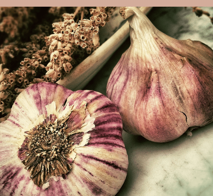 3 Simple Tips to Planting Garlic