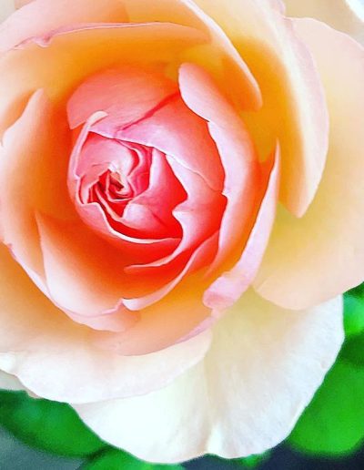 roo apron fall rose prep