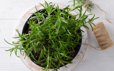 Growing Herbs Indoors: 6 Herbs You Can Start Growing Today