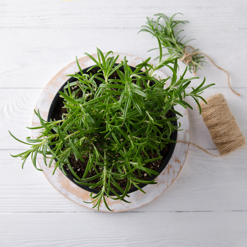 rosemary herb in a pot