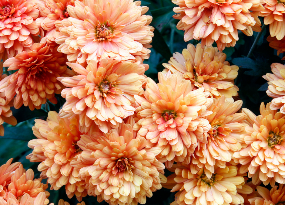 4 Ways to Make the Most of Your Mums