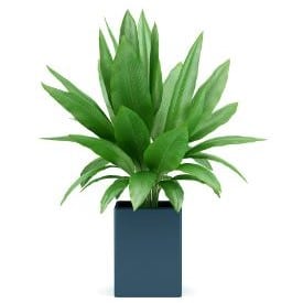 gift guide for the gardener