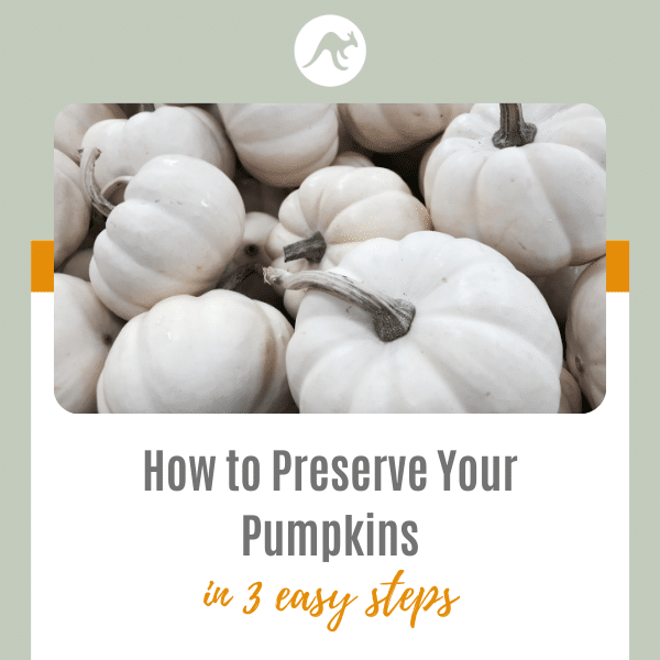 How to Preserve Your Pumpkins | 3 Simple Steps