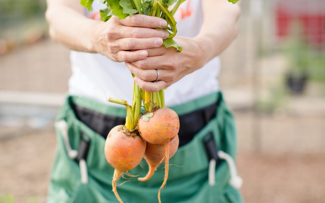 Vegetables to Plant in Late Summer or Early Fall