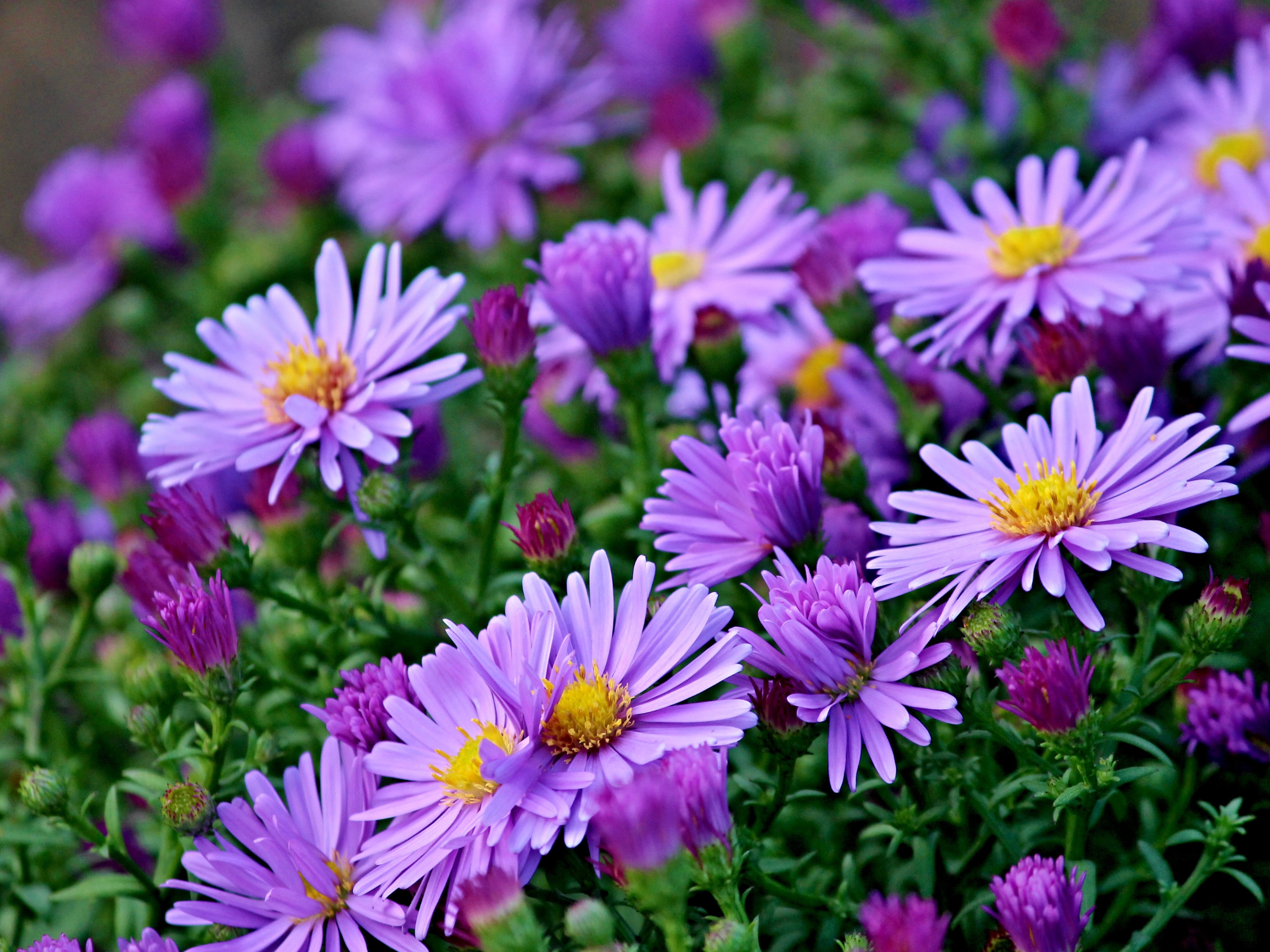 purple aster