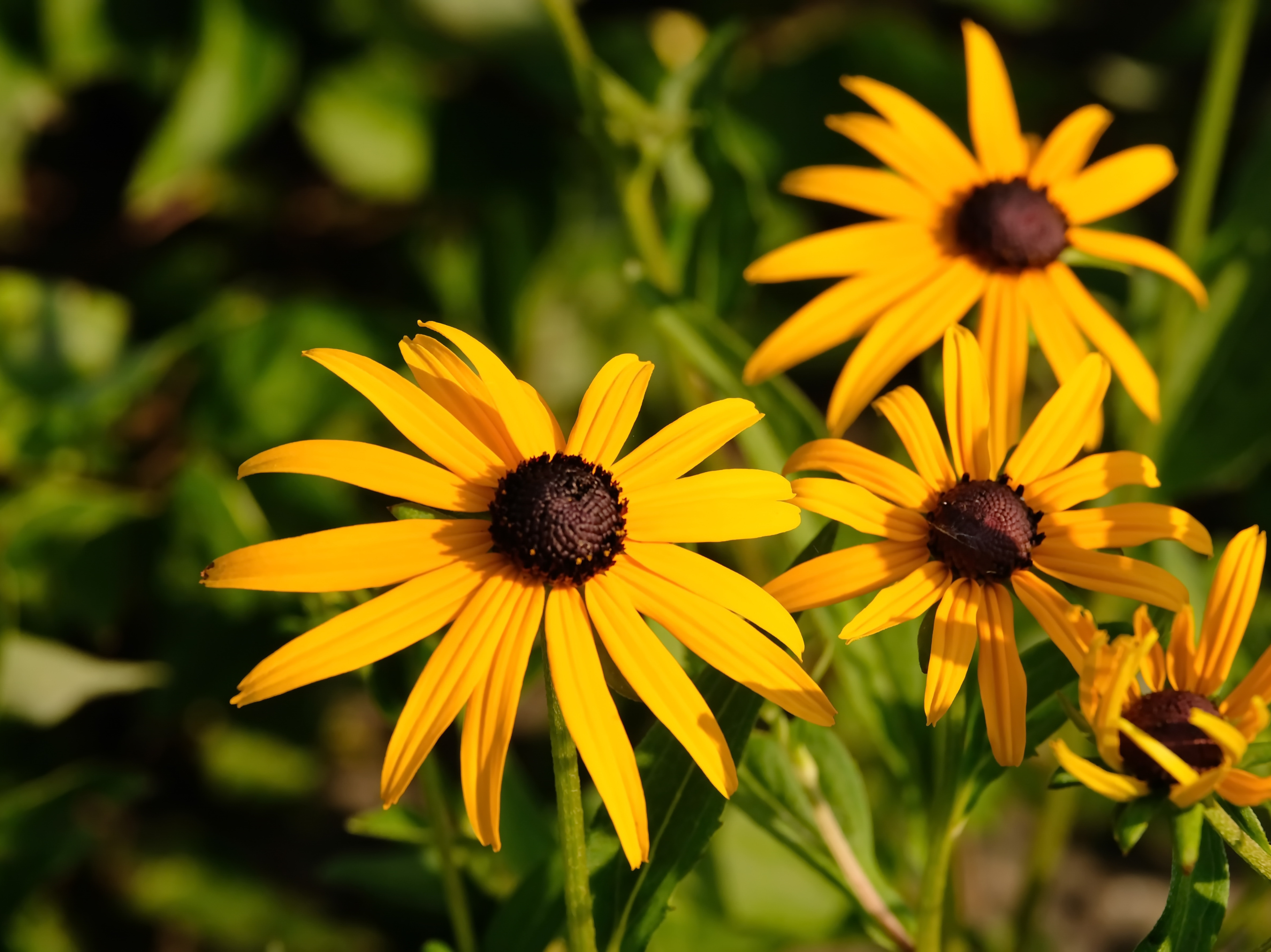 black eyed susan