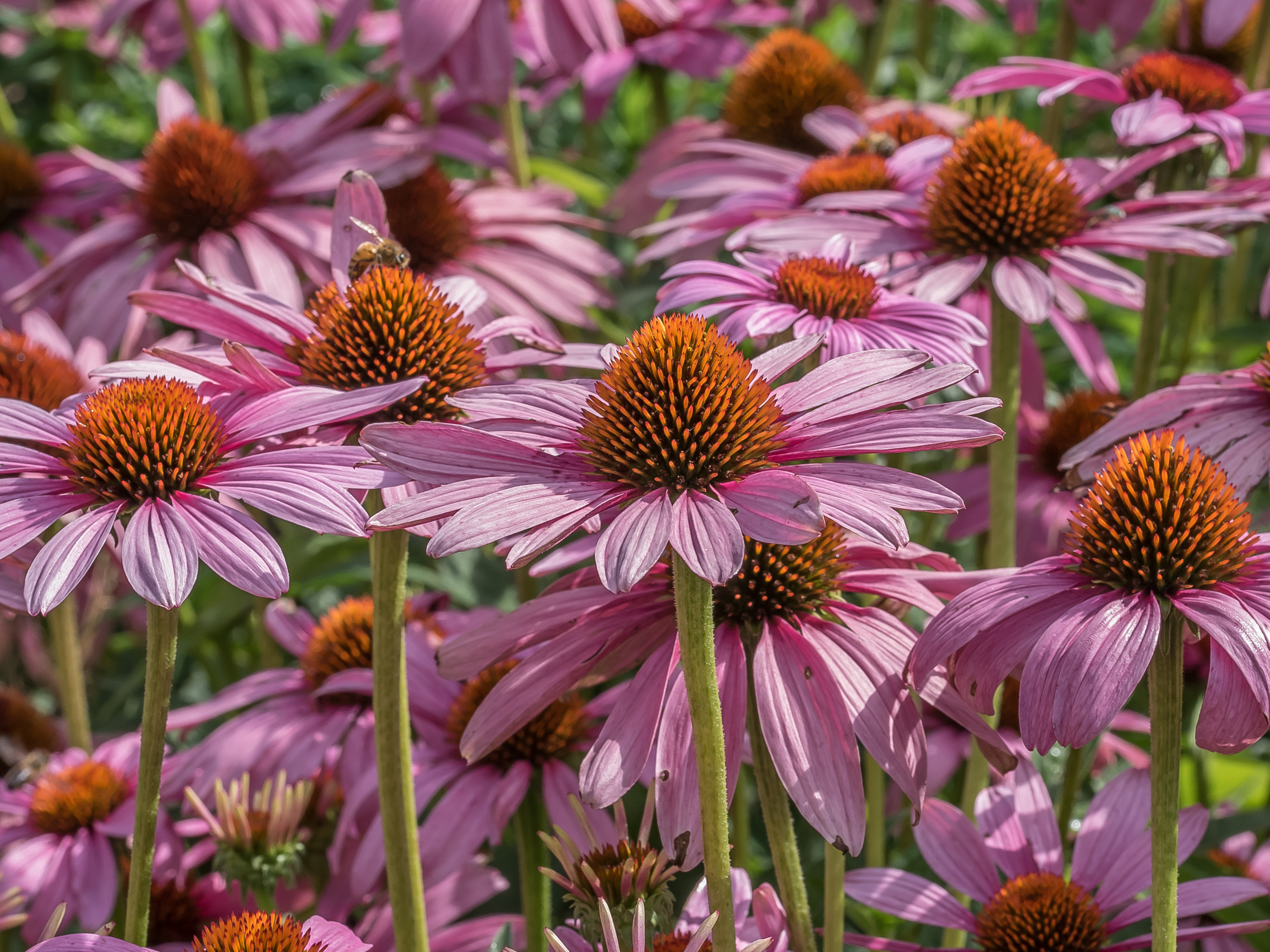 coneflower