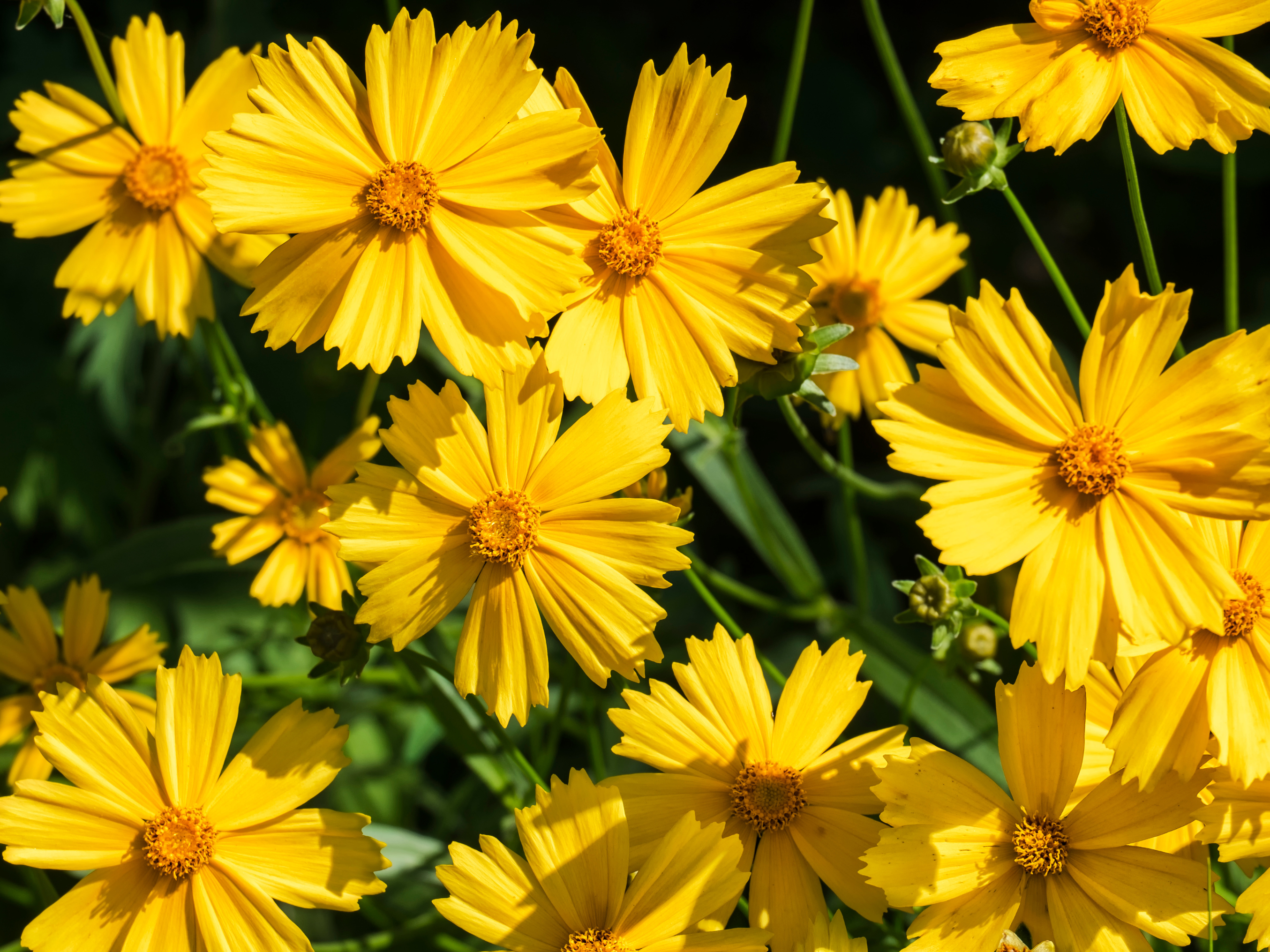 coreopsis
