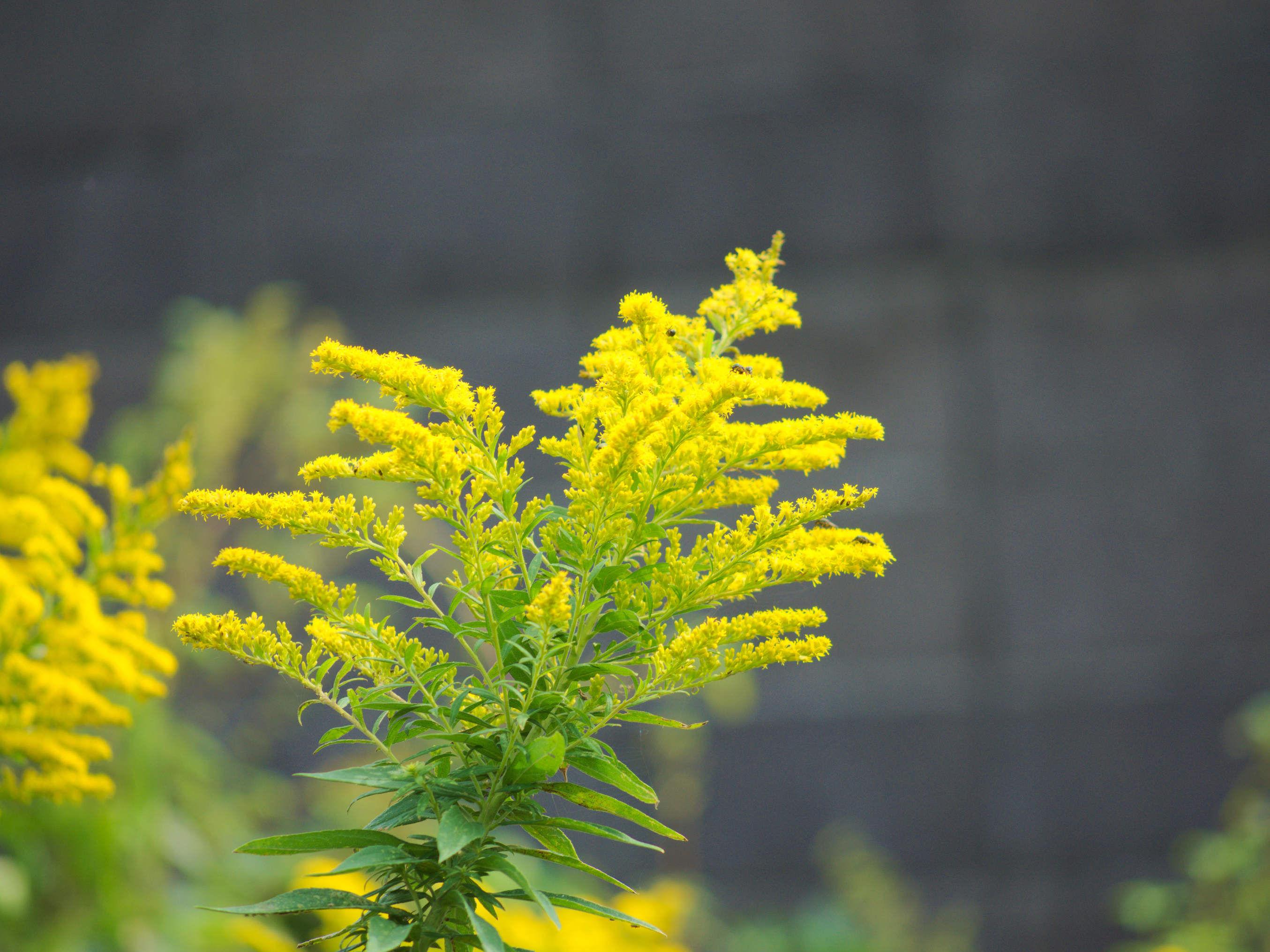 goldenrod
