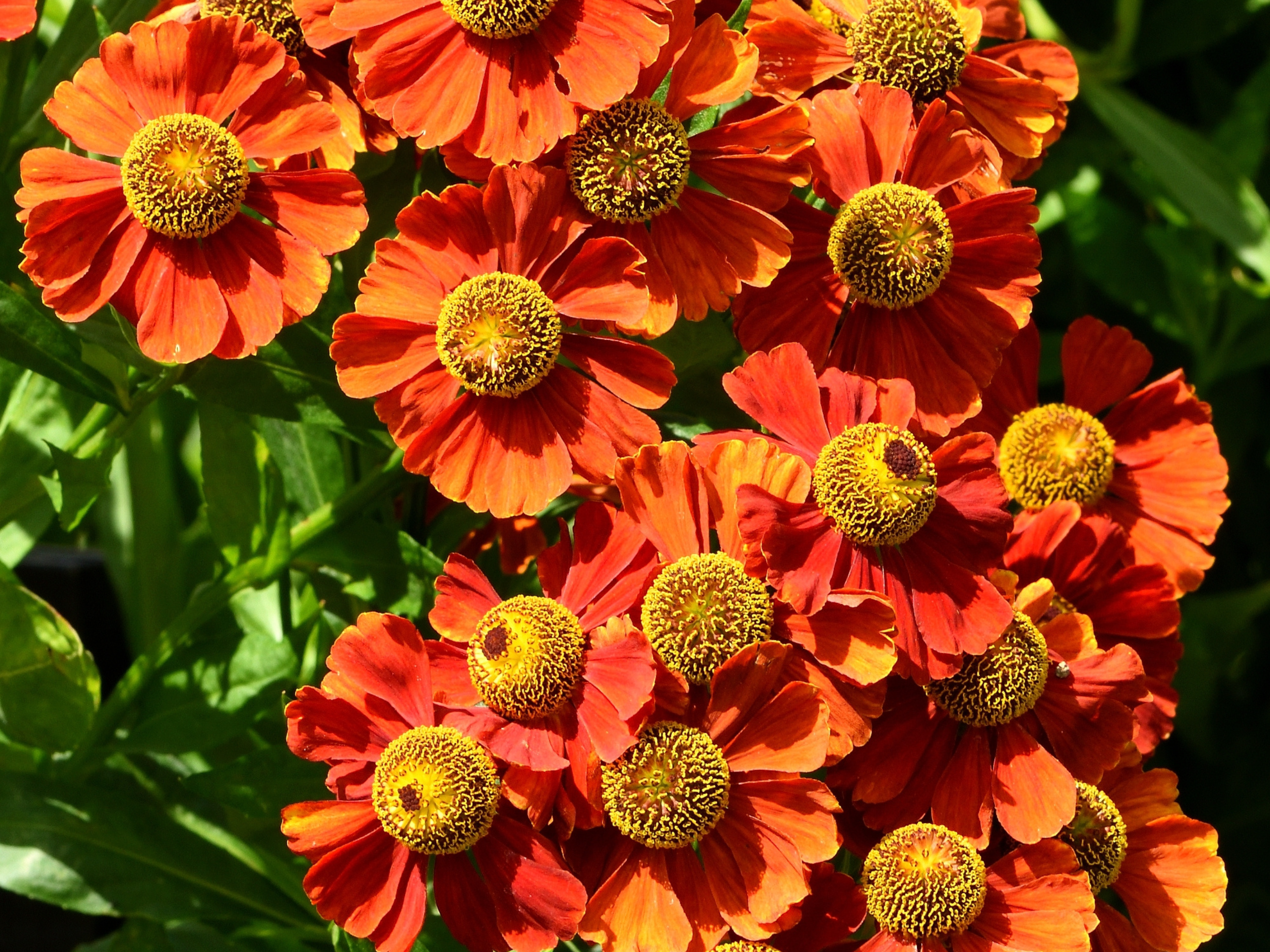 helenium