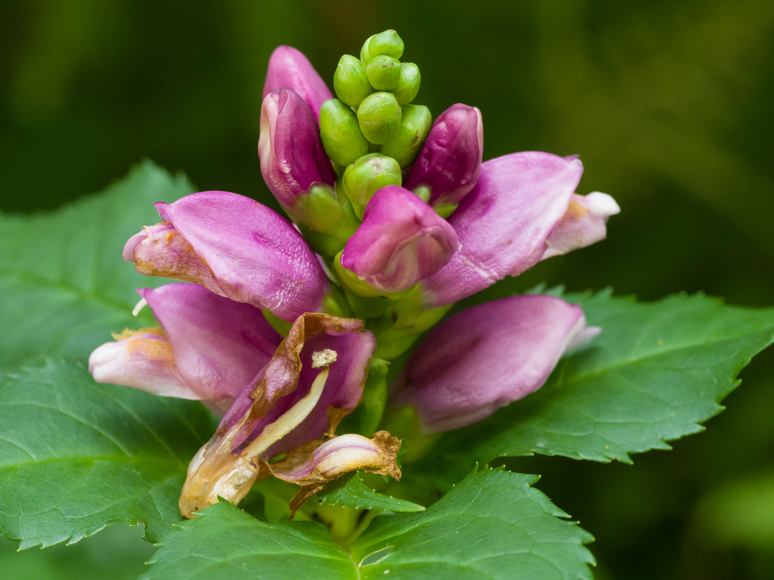 turtle head flower