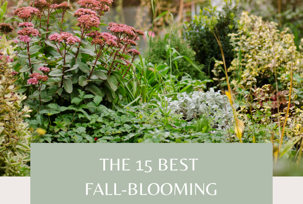 Best Fall-Blooming Perennials