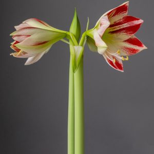 amaryllis