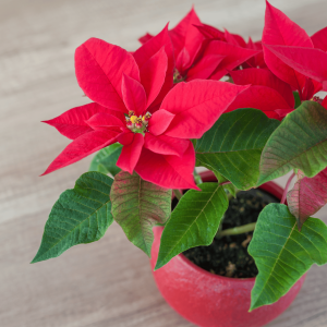 poinsettia