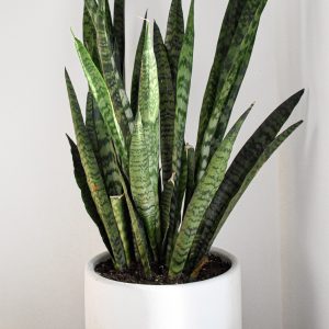 snake plant
