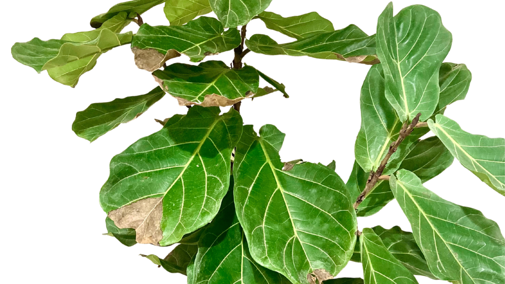 fiddle leaf fog brown spots