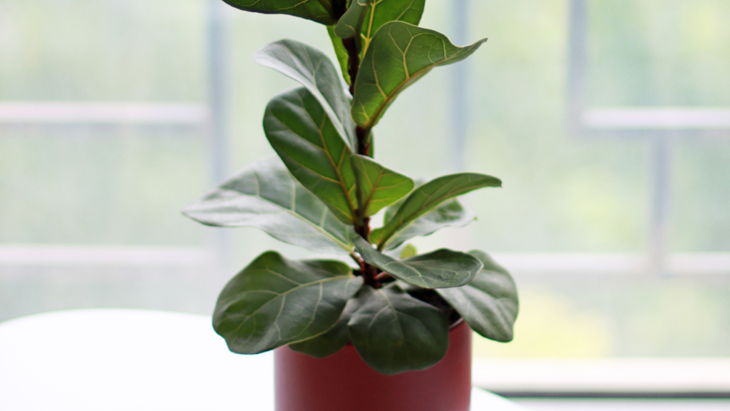 fiddle leaf fig brown spots