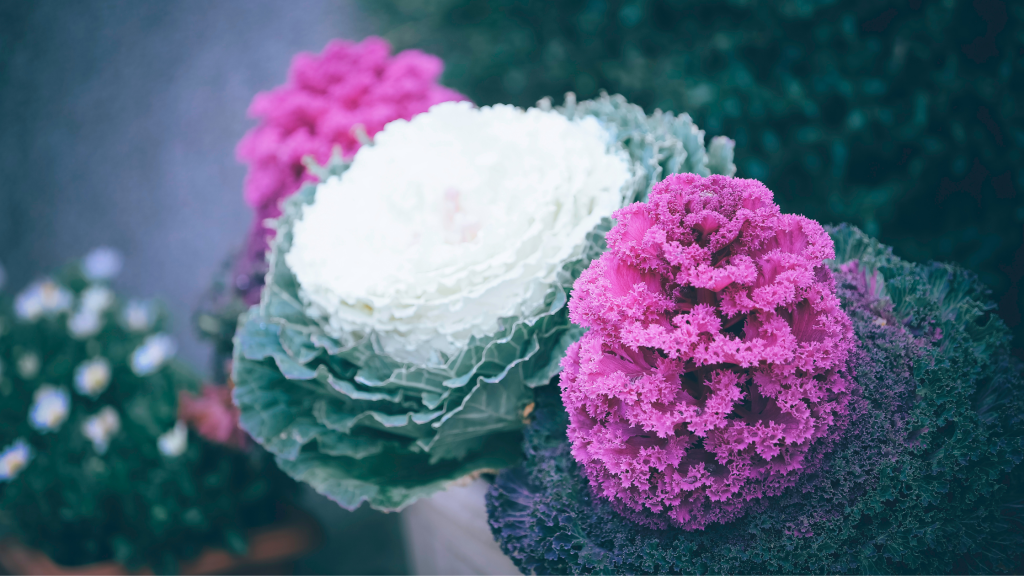 potted kale plants