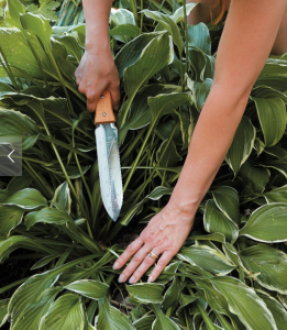 The Garden Goods: Tools Of The Trade